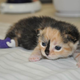 Illustration for article titled Here's a Kitten Named Sprinkles in a Tiny Purple Cast